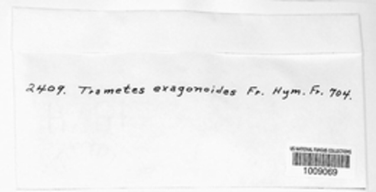 Daedalea quercina image